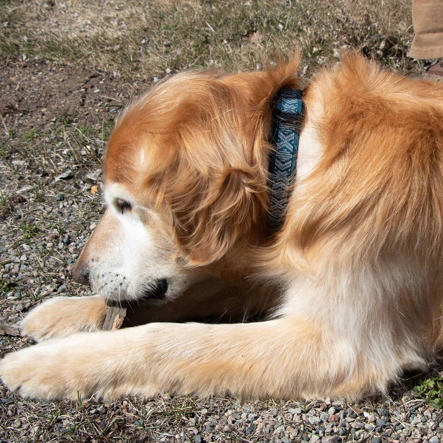 Reflective Dog Collars - Image 3