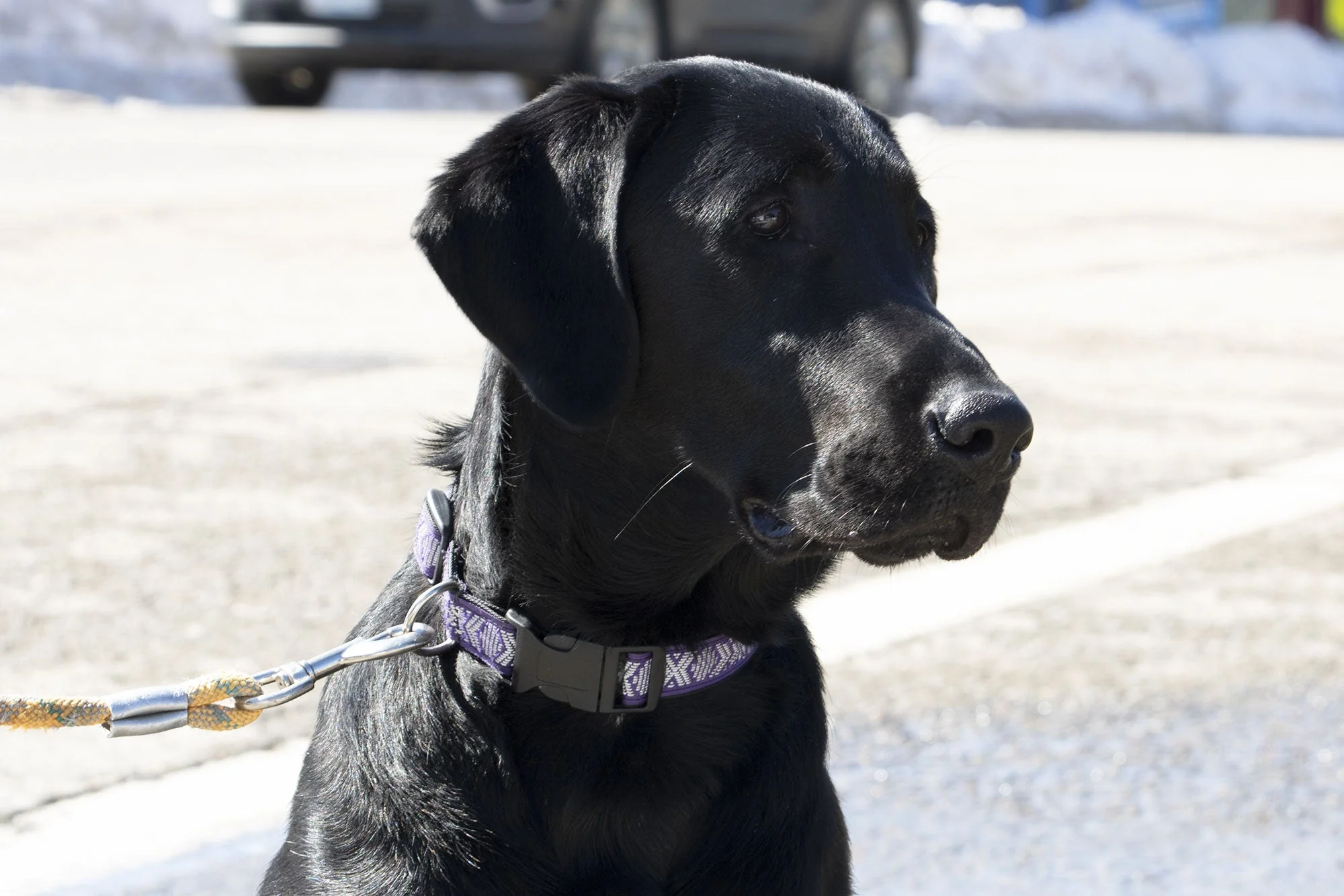 Reflective Dog Collars - Image 4